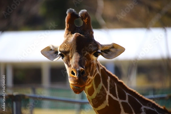 Obraz 動物
zoo
アニマル
動物園
生物
