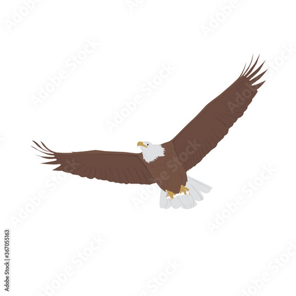 Obraz Bald Eagle Illustration
