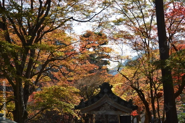 Fototapeta 紅葉の京都