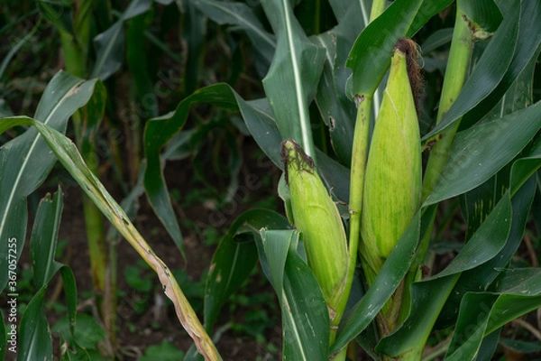 Obraz corn from oaxaca