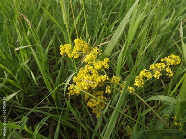 Obraz small yellow flowers in the green grass