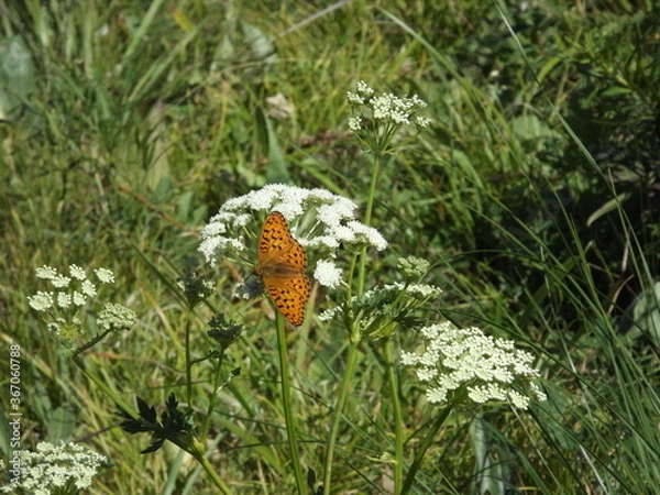 Obraz a butterfly sitting on a flower