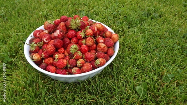 Fototapeta fresh strawberries in a plate on the grass