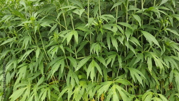 Obraz tall and green grass with large leaves
