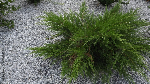 Obraz decorative green Bush on a background of small gray stones