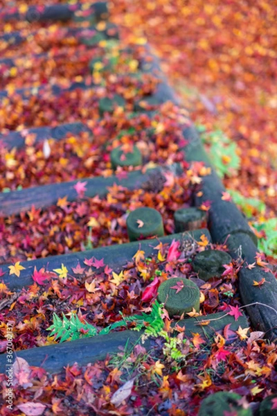 Fototapeta 木の階段に降り積もったモミジの葉