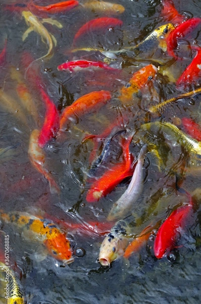 Fototapeta large multicolored fishes in pond
