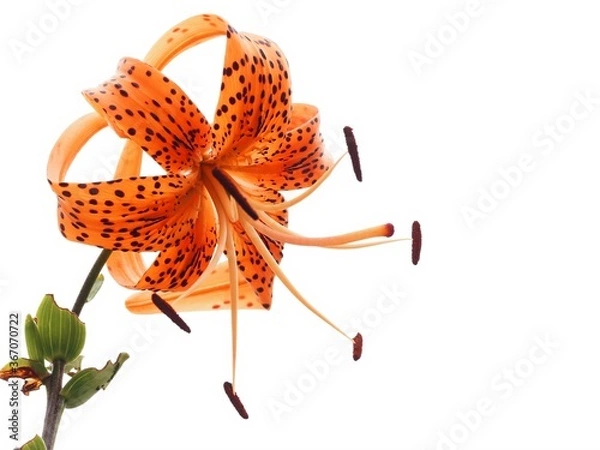 Obraz オニユリの花