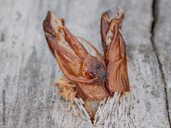 Fototapeta A well-preserved chitin exoskeleton of an insect, which I cannot specify. It had been partially digged itself in the wood. Ylläslompolo, Kolari, Finland, Lapland.