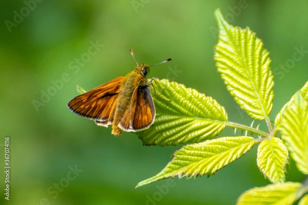 Fototapeta Falter