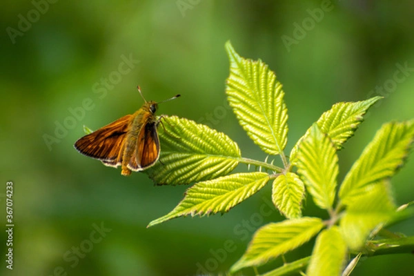 Fototapeta Falter