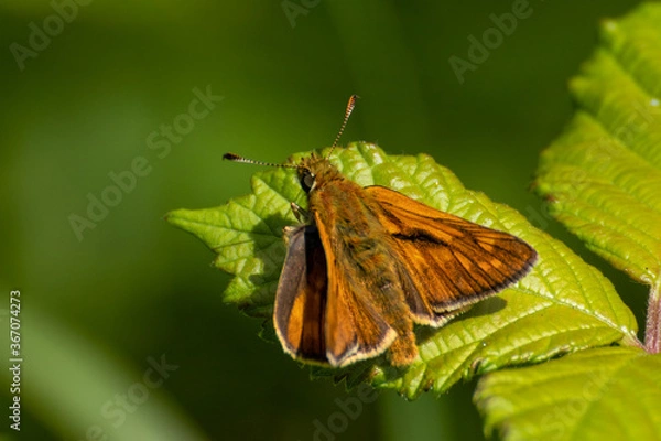 Fototapeta Falter