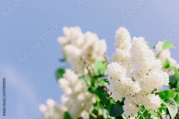 Obraz Branch of white lilac in the right corner against background of tree and blue sky. Place for signature on left side. 