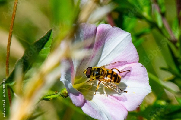 Obraz bzyga w powój