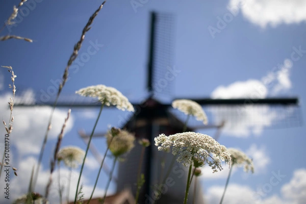 Fototapeta Common yarrow (Achillea millefolium) in front of an out of focus old Dutch windmill in a meadow
