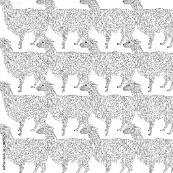 Fototapeta Lama, alpaca hand drawn. Object isolated on white.