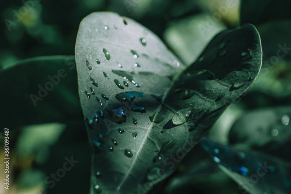 Obraz beautiful leaves with morning dew