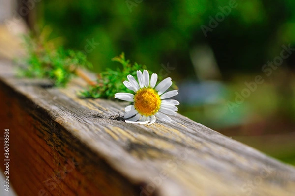 Obraz chamomile flower on a wooden crossbar