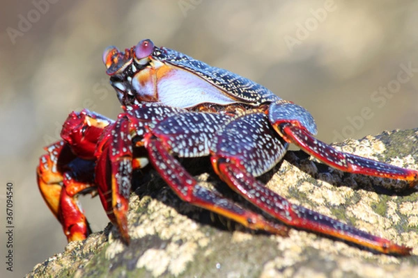Fototapeta rote_Klippenkrabbe