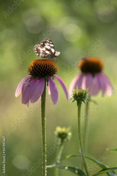 Obraz Melanargia galathea butterfly collects nectar from an echinacea flower on a summer day in the garden