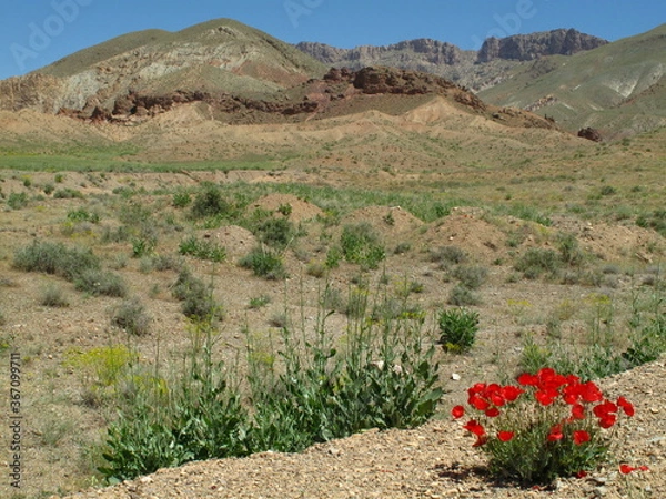 Obraz Desert Plants