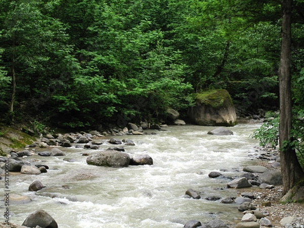 Obraz river in the forest