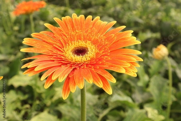 Obraz orange dahlia 