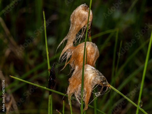 Fototapeta Wet hairs of red cottongrass after heavy rains on a Lappish swamp. Ylläslompolo, Kolari, Finland, Lapland.