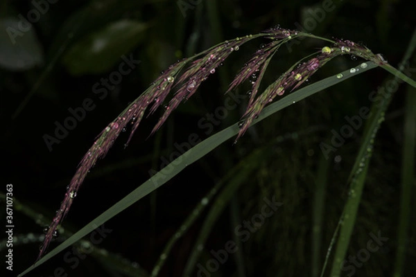 Fototapeta One of the several sedge species in the Finnish Lapland. The photo was taken with a flash light after heavy rains. Ylläslompolo, Kolari, Lapland, Finland.