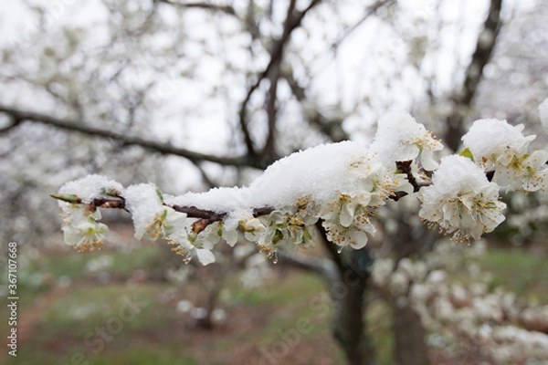 Obraz Snow fallen on a branch of a cherry tree in full bloom.