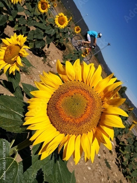 Fototapeta sunflower and bee