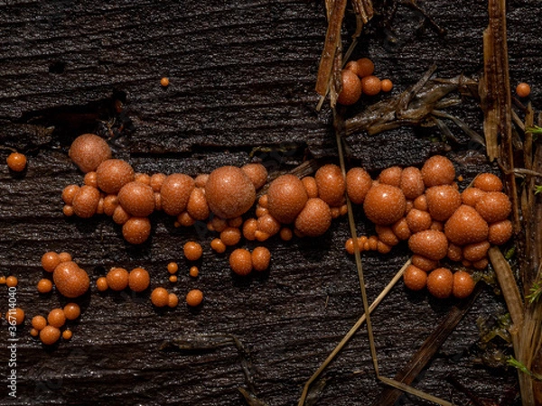Fototapeta this species was previously regarded as a fungus. It is, however, a slime mold closer to amebas. These are its plasmodia on an old wooden bridge in the Finnish Lapland. Ylläslompolo, Kolari, Lapland, 