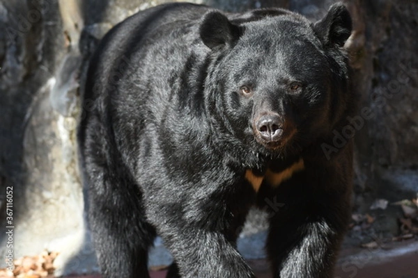 Fototapeta ニホンツキノワグマ