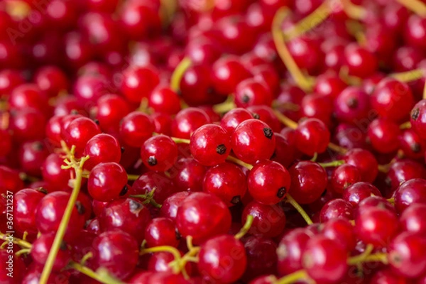 Fototapeta red currant background, close-up 