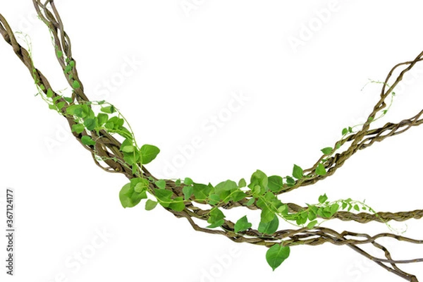 Obraz circular vine at the roots. Bush grape or three-leaved wild vine cayratia (Cayratia trifolia) liana ivy plant bush, nature frame jungle border, isolated on white background with clipping path included