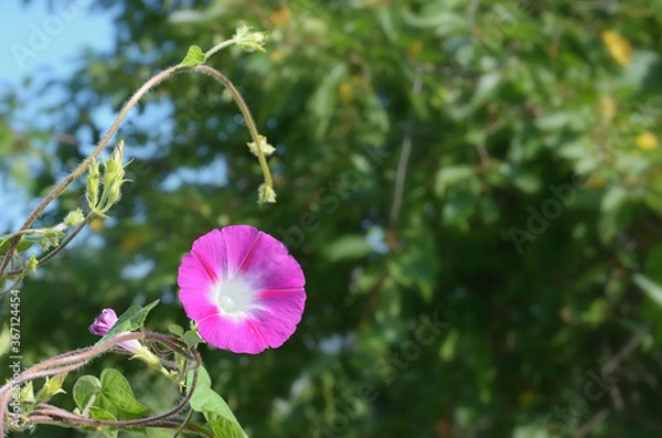Fototapeta A round white-pink flower in the shape of a funnel on a curved curly stem against a soft background of green foliage and a blue sky. Ipomoea.