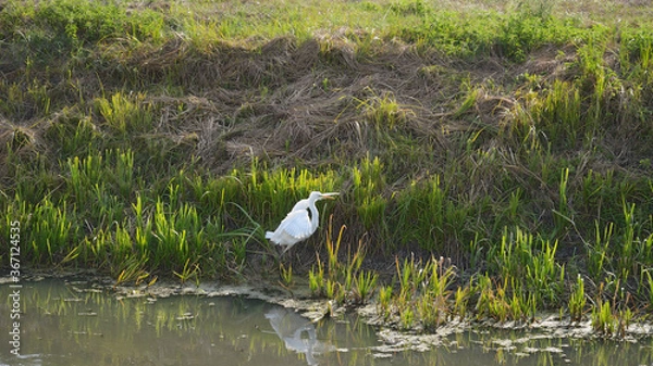 Fototapeta A young heron walks along a swampy shore and flaps its spread wings. Ardea.