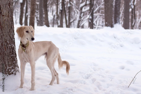 Obraz Saluki pup in snow