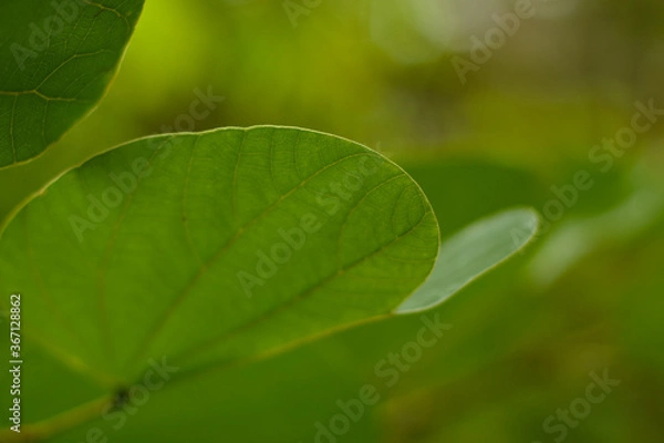 Obraz Green leaves
That is in the garden, beautiful, natural