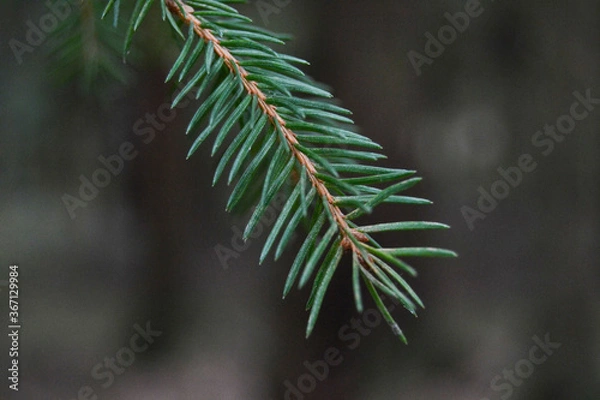 Fototapeta Macro Photography of Needle, Tree Forest Photo