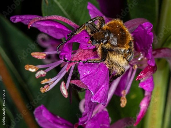 Fototapeta A Lappish bumblebee is pollinating a common flower of fireweed. Ylläslompolo, Kolari, Finland, Lapland.