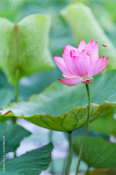 Fototapeta ハスとミツバチ