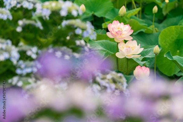 Fototapeta 蓮と紫陽花