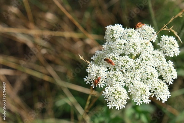 Obraz Common red soldier beetles on hogweed