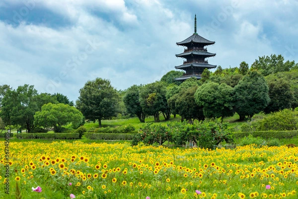 Obraz 備中国分寺とひまわり畑
