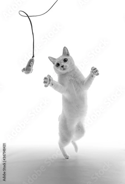 Obraz 二足立ちしておもちゃを必死で捕まえようとしている白猫、モノクロ写真、白背景	