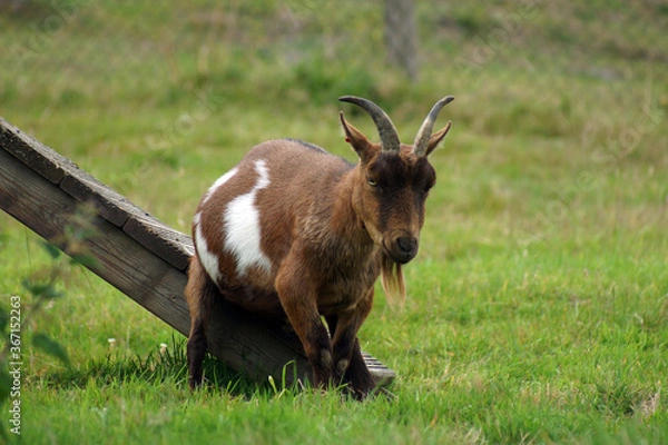 Obraz goat with an itch