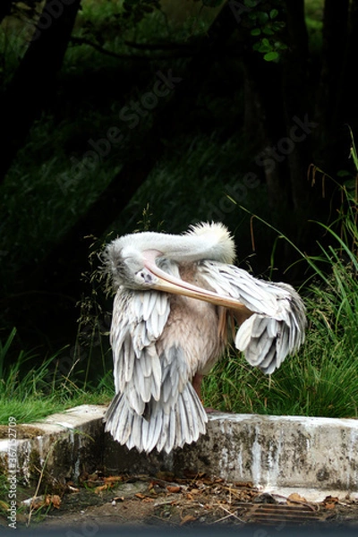 Obraz pelican on the rock