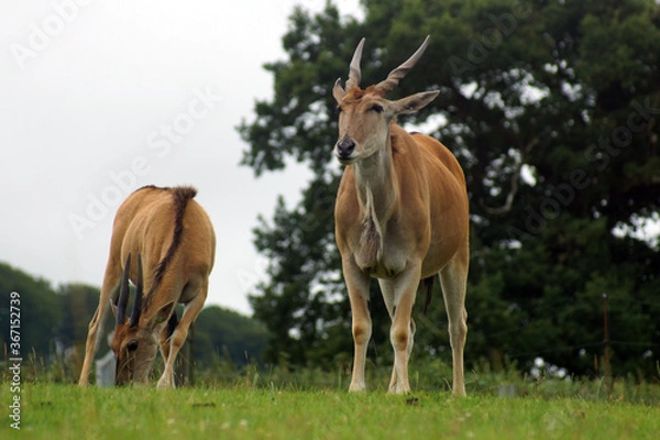 Obraz antelope in the grass
