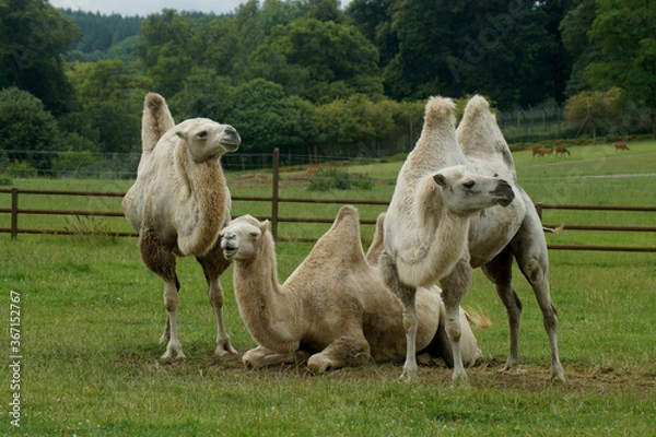 Obraz 3 camels